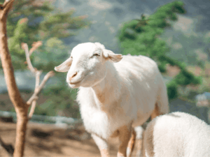 Qurbani-2026